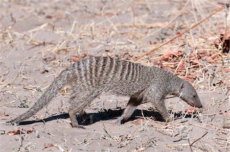 parque nacional chobe - Banded mongoose (Mungos mungo), Chobe National Park, Botswana, Africa Foto de stock - Con derechos protegidos, Código: 841-07082366