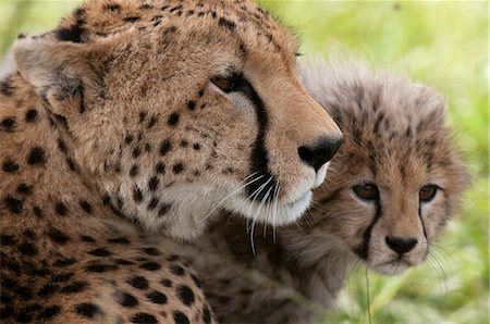 simsearch:841-06342302,k - Cheetah (Acynonix jubatus) and cub, Masai Mara National Reserve, Kenya, East Africa, Africa Stock Photo - Rights-Managed, Code: 841-07082360