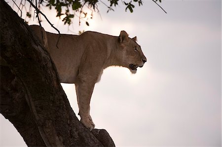 simsearch:841-06342302,k - Lion (Panthera leo) on acacia tree, Masai Mara National Reserve, Kenya, East Africa, Africa Stock Photo - Rights-Managed, Code: 841-07082361