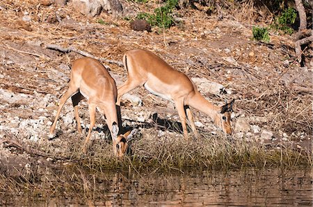 simsearch:841-06805458,k - Impala (Aepyceros melampus), Chobe National Park, Botswana, Africa Foto de stock - Con derechos protegidos, Código: 841-07082376