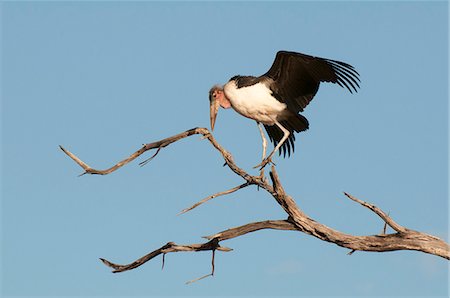 Marabou stork (Leptoptilos crumeniferus), Chobe National Park, Botswana, Africa Stockbilder - Lizenzpflichtiges, Bildnummer: 841-07082384