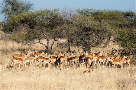 Impala (Aepyceros melampus), Chief Island, Moremi Game Reserve, Okavango Delta, Botswana, Africa Foto de stock - Con derechos protegidos, Código: 841-07082387