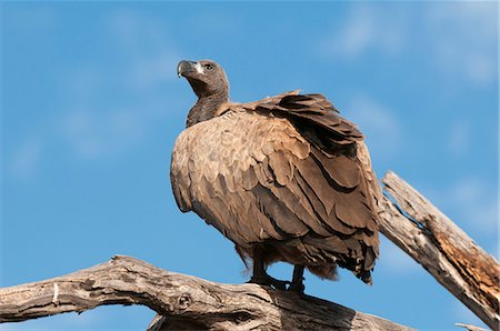 White-backed vulture (Gyps africanus), Chobe National Park, Botswana, Africa Photographie de stock - Rights-Managed, Code: 841-07082383