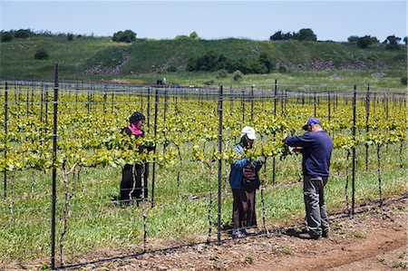 People working at a vineyard in the Golan Heights, Israel, Middle East Stockbilder - Lizenzpflichtiges, Bildnummer: 841-07082447