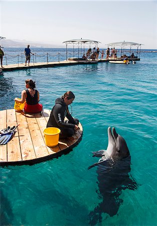 The Dolphin Reef, Eilat, Israel, Middle East Stock Photo - Rights-Managed, Code: 841-07082455