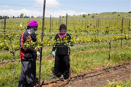 People working at a vineyard in the Golan Heights, Israel, Middle East Stock Photo - Rights-Managed, Code: 841-07082451