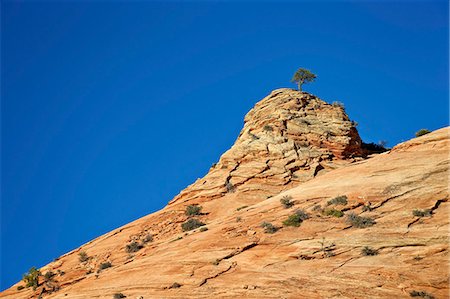 parque nacional zion - Tree atop a sandstone hill, Zion National Park, Utah, United States of America, North America Foto de stock - Con derechos protegidos, Código: 841-07082488