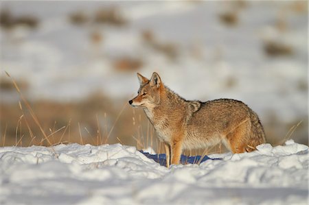 simsearch:841-07205477,k - Coyote (Canis latrans) in the snow, Yellowstone National Park, Wyoming, United States of America, North America Foto de stock - Con derechos protegidos, Código: 841-07082509