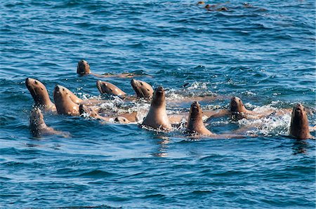 simsearch:841-09255503,k - Steller sea lion (northern sea lion) (Eumetopias jubatus) colony outside Prince Rupert, British Columbia, Canada, North America Foto de stock - Con derechos protegidos, Código: 841-07082758