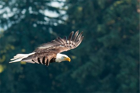 Bald eagle (Haliaeetus leucocephalus) near Prince Rupert, British Columbia, Canada, North America Stockbilder - Lizenzpflichtiges, Bildnummer: 841-07082760