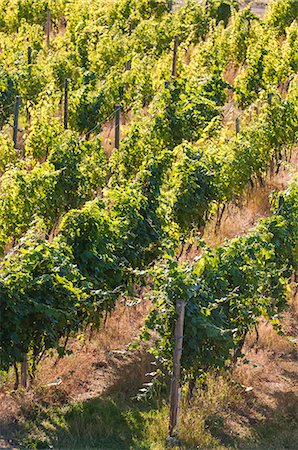 Grape vines, Kelowna, British Columbia, Canada, North America Foto de stock - Con derechos protegidos, Código: 841-07082778