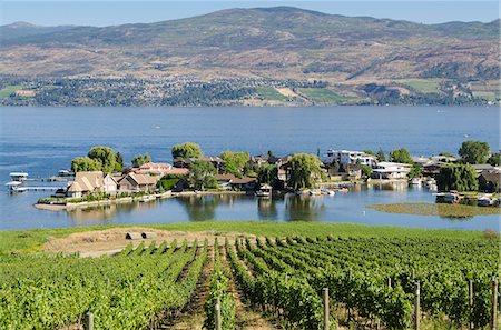 simsearch:6119-07651867,k - Grape vines and Okanagan Lake at Quails Gate Winery, Kelowna, British Columbia, Canada, North America Foto de stock - Direito Controlado, Número: 841-07082784