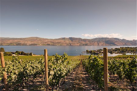 Grape vines and Okanagan Lake at Quails Gate Winery, Kelowna, British Columbia, Canada, North America Stock Photo - Rights-Managed, Code: 841-07082785