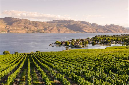 Grape vines and Okanagan Lake at Quails Gate Winery, Kelowna, British Columbia, Canada, North America Foto de stock - Con derechos protegidos, Código: 841-07082786