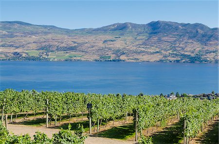 Grape vines and Okanagan Lake at Mission Hill Family Estate, Kelowna, British Columbia, Canada, North America Foto de stock - Con derechos protegidos, Código: 841-07082782