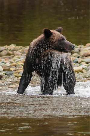Brown or grizzly bear (Ursus arctos) fishing for salmon in Great Bear Rainforest, British Columbia, Canada, North America Photographie de stock - Rights-Managed, Code: 841-07082806