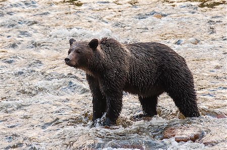 simsearch:841-07082759,k - Brown or grizzly bear (Ursus arctos) fishing for salmon in Great Bear Rainforest, British Columbia, Canada, North America Photographie de stock - Rights-Managed, Code: 841-07082802