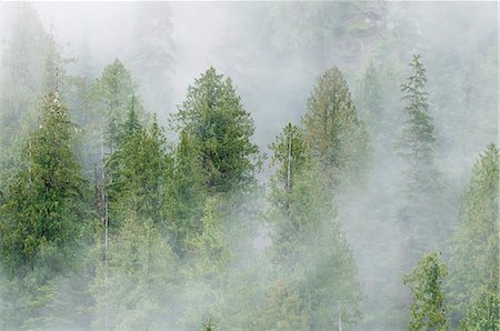 Mist covered pine trees in Great Bear Rainforest, British Columbia, Canada, North America Stock Photo - Rights-Managed, Code: 841-07082811