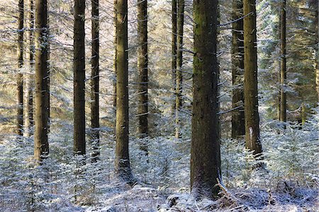 simsearch:841-07081771,k - Dusting of snow in a pine woodland, Fernworthy, Dartmoor National Park, Devon, England, United Kingdom, Europe Photographie de stock - Rights-Managed, Code: 841-07082916