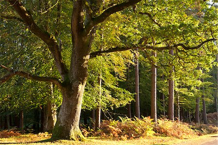 Morning sunlight illuminates autumnal foliage in the New Forest National Park, Hampshire, England, United Kingdom, Europe Foto de stock - Direito Controlado, Número: 841-07082927