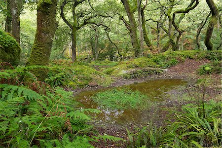 dartmoor national park - Dewerstone Wood in Dartmoor National Park, Devon, England, United Kingdom, Europe Foto de stock - Con derechos protegidos, Código: 841-07082940