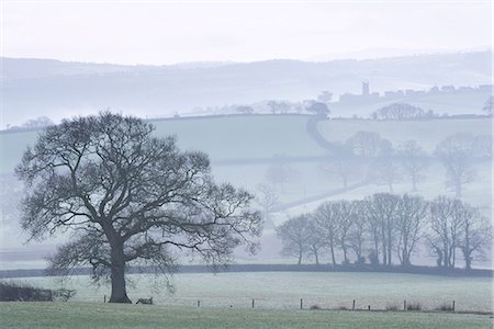 robertharding - Misty rolling countryside with trees in wintertime, Copplestone, Devon, England, United Kingdom, Europe Photographie de stock - Rights-Managed, Code: 841-07082983