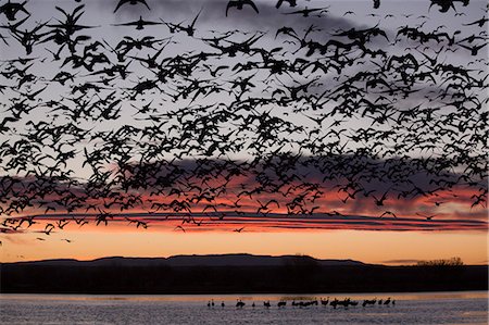 Lesser snow geese (Chen caerulescens caerulescens) in flight at sunrise, greater sandhill cranes (Grus canadensis tabida) in water, Bosque del Apache National Wildlife Refuge, New Mexico, United States of America, North America Stock Photo - Rights-Managed, Code: 841-07083047