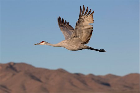 Greater sandhill crane (Grus canadensis tabida), Bosque del Apache National Wildlife Refuge, New Mexico, United States of America, North America Photographie de stock - Rights-Managed, Code: 841-07083058