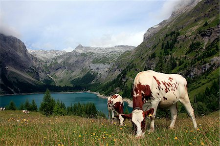 europe cow - Cows grazing in the meadow above Rawyl reservoir, Valais region, Swiss Alps, western Switzerland, Europe Stock Photo - Rights-Managed, Code: 841-07083070