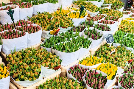 Tulips for sale in the Bloemenmarkt, the floating flower market, Amsterdam, Netherlands, Europe Stock Photo - Rights-Managed, Code: 841-07083160