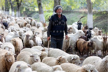 schäfer (männlich) - Shepherd and flock in Sheki province, Azerbaijan, Central Asia, Asia Stockbilder - Lizenzpflichtiges, Bildnummer: 841-07083310