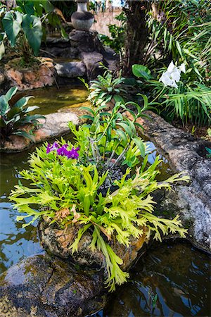 federation of st kitts and nevis - Botanical Gardens on Nevis Island, St. Kitts and Nevis, Leeward Islands, West Indies, Caribbean, Central America Stock Photo - Rights-Managed, Code: 841-07083394