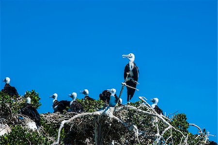 simsearch:841-06499564,k - Frigate bird colony at Isla Espiritu Santo, Baja California, Mexico, North America Stock Photo - Rights-Managed, Code: 841-07083446