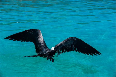 Frigate bird and turquoise waters of Isla Espiritu Santo, Baja California, Mexico, North America Stock Photo - Rights-Managed, Code: 841-07083447