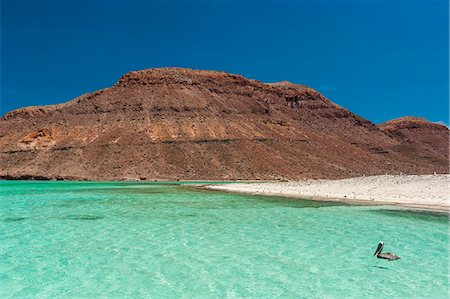 simsearch:841-06499610,k - Pelicans in the turquoise waters at Isla Espiritu Santo, Baja California, Mexico, North America Photographie de stock - Rights-Managed, Code: 841-07083443