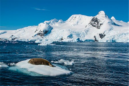 Leopard seal (Hydrurga leptonyx) lying on an ice shelf, Cierva Cove, Antarctica, Polar Regions Foto de stock - Con derechos protegidos, Código: 841-07083549