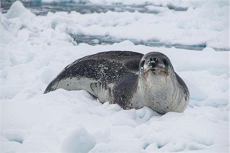 simsearch:6119-09253108,k - Leopard seal (Hydrurga leptonyx), Enterprise Island, Antarctica, Polar Regions Foto de stock - Con derechos protegidos, Código: 841-07083563