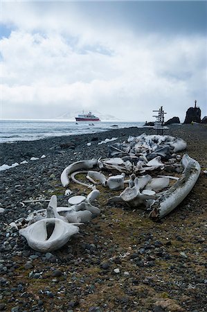 Old whale bones in the beach near the Henryk Arctowski Polish Antarctic Station, King George Island, South Shetland Islands, Antarctica, Polar Regions Stock Photo - Rights-Managed, Code: 841-07083586