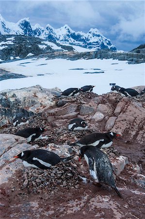 simsearch:841-07204302,k - Port Lockroy research station, Antarctica, Polar Regions Photographie de stock - Rights-Managed, Code: 841-07083632