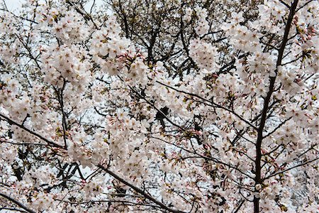 Cherry blossom in the Shinjuku-Gyoen Park, Tokyo, Japan, Asia Fotografie stock - Rights-Managed, Codice: 841-07083647