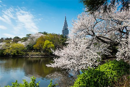 simsearch:841-07083645,k - Cherry blossom in the Shinjuku-Gyoen Park, Tokyo, Japan, Asia Stock Photo - Rights-Managed, Code: 841-07083643