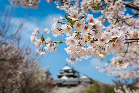 Cherry blossom and the Matsuyama Castle, Shikoku, Japan, Asia Stock Photo - Rights-Managed, Code: 841-07083656