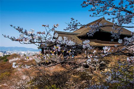 photographs japan temple flowers - Cherry blossom in the Kiyomizu-dera Buddhist Temple, UNESCO World Heritage Site, Kyoto, Japan, Asia Photographie de stock - Rights-Managed, Code: 841-07083719