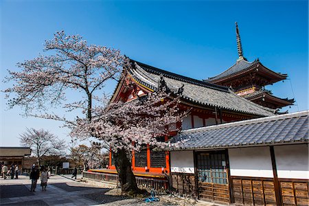 simsearch:841-07083729,k - Cherry blossom in the Kiyomizu-dera Buddhist Temple, UNESCO World Heritage Site, Kyoto, Japan, Asia Foto de stock - Direito Controlado, Número: 841-07083730