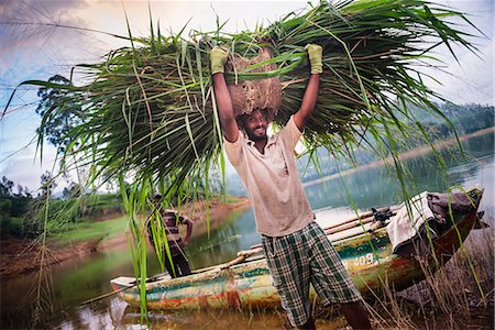 sri lanka - Portrait of a farmer working in the Nuwara Eliya District, Highlands, Sri Lanka, Asia Foto de stock - Direito Controlado, Número: 841-07204256