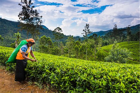 récolté - Tea picker in a tea plantation in the Hill Country, Sri Lanka's Central Highlands, Nuwara Eliya District of Sri Lanka, Asia Photographie de stock - Rights-Managed, Code: 841-07204251