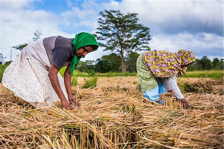 sri lanka - Sri Lankan women working in a wheat field just outside Dambulla, Central Province, Sri Lanka, Asia Foto de stock - Direito Controlado, Número: 841-07204266