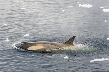 simsearch:841-07204325,k - A small pod of Type B killer whales (Orcinus orca) in Neko Harbor, Andvord Bay, Antarctica, Southern Ocean, Polar Regions Foto de stock - Con derechos protegidos, Código: 841-07204287