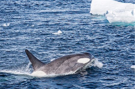 A small pod of Type B killer whales (Orcinus orca), near Cierva Cove, Antarctica, Southern Ocean, Polar Regions Stock Photo - Rights-Managed, Code: 841-07204288