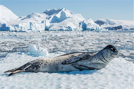 pinniped - Adult leopard seal (Hydrurga leptonyx) on ice in Cierva Cove, Antarctic Peninsula, Antarctica, Southern Ocean, Polar Regions Stock Photo - Rights-Managed, Code: 841-07204281